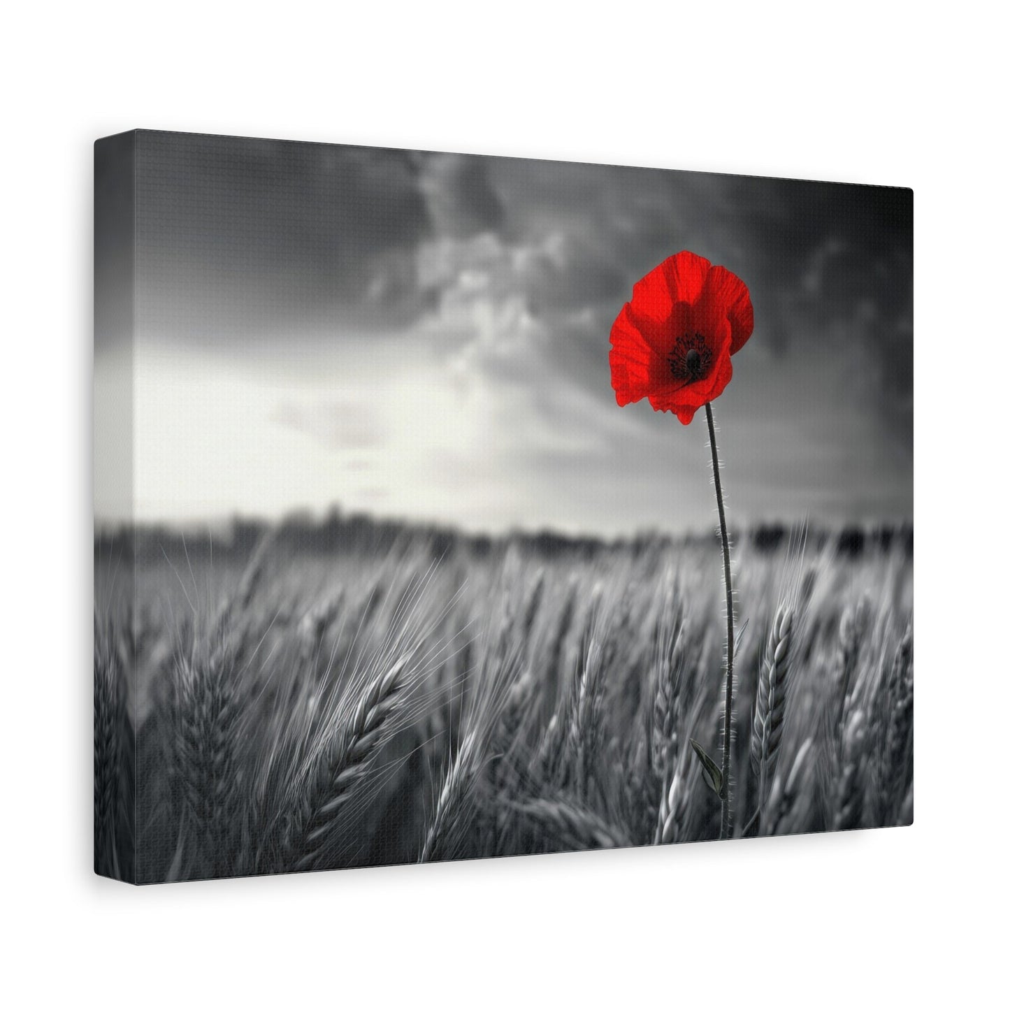 Solitary Red Poppy in Black and White Field - Floral Wall Art - Aestheticanvas