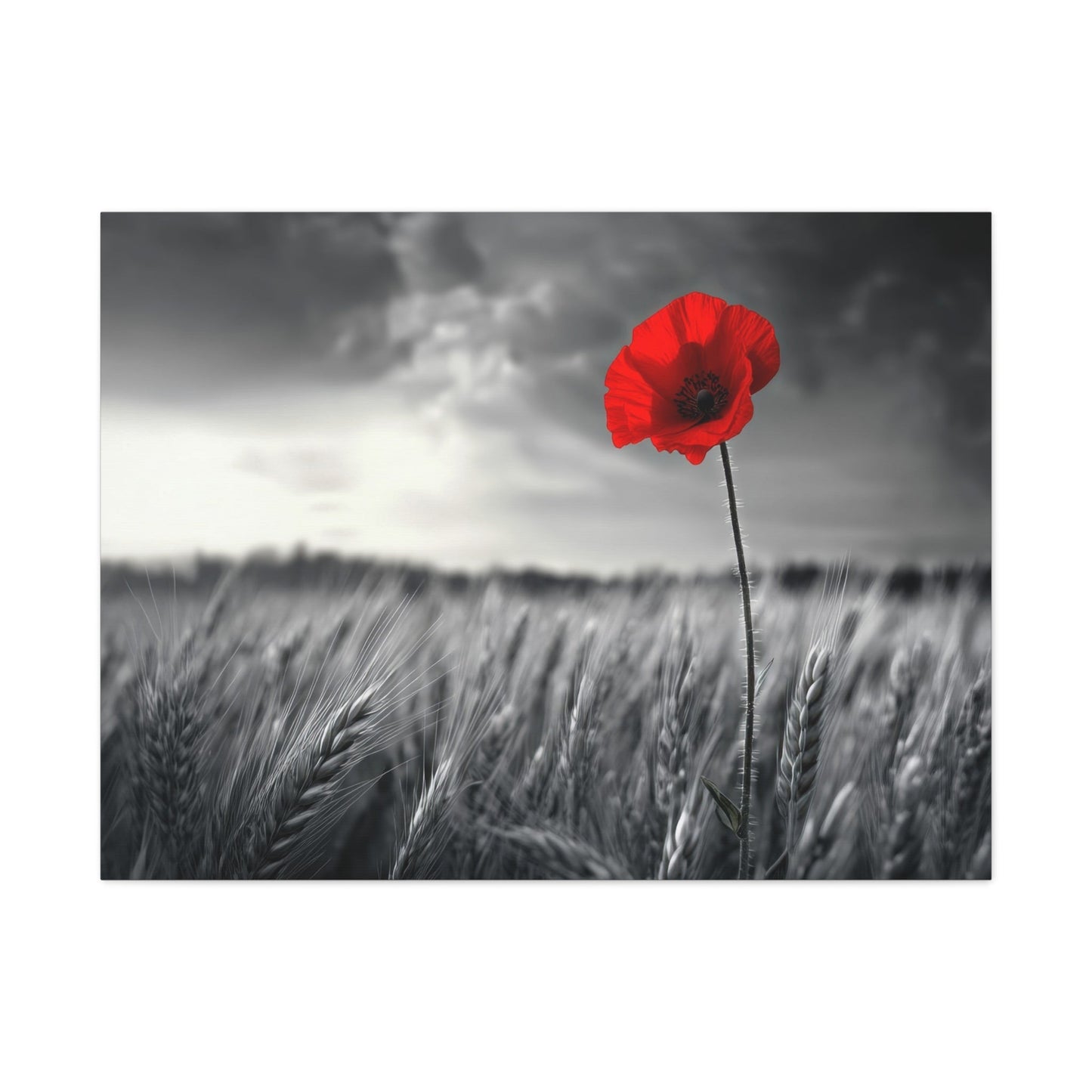 Solitary Red Poppy in Black and White Field - Floral Wall Art - Aestheticanvas