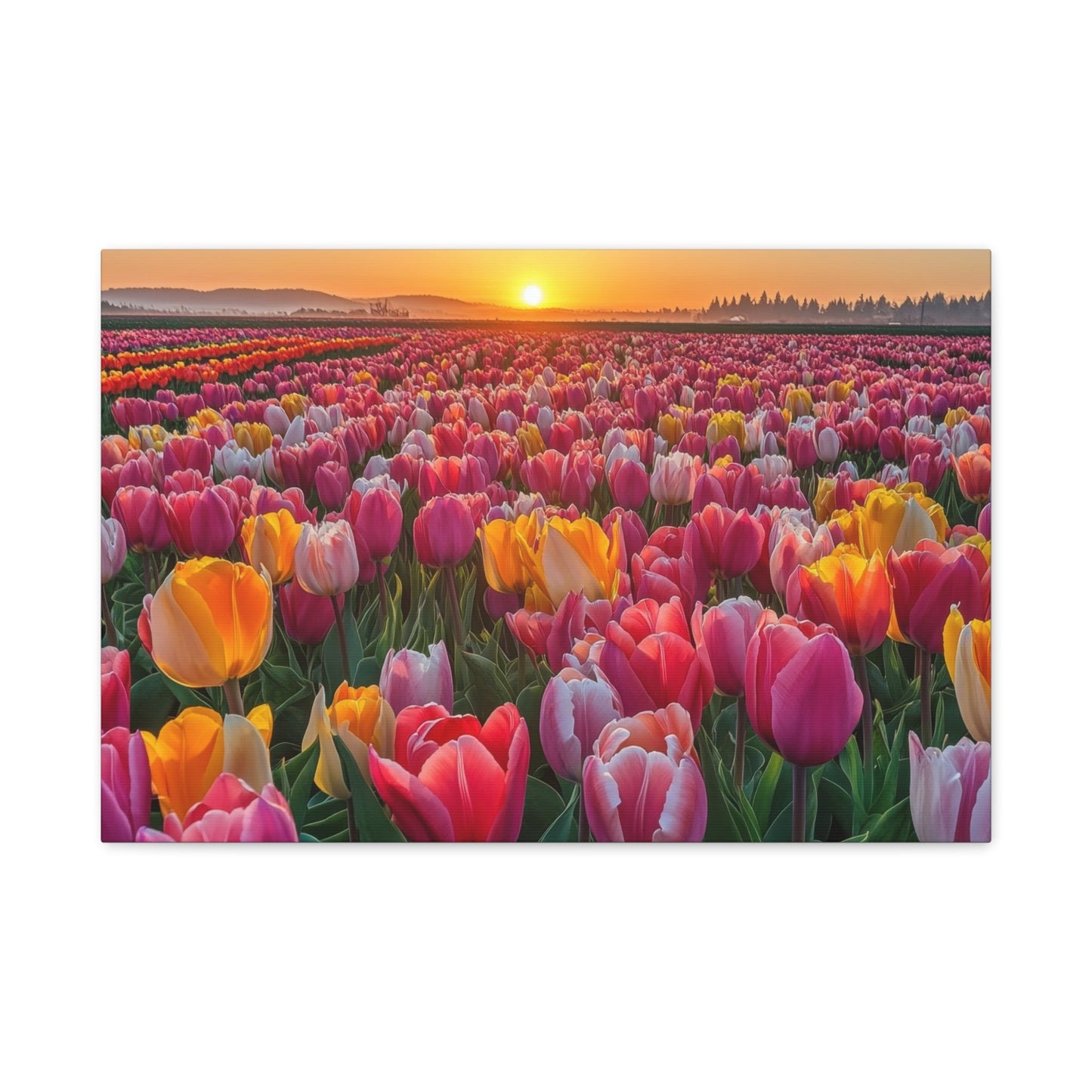 Sunlit Tulip Bloom in Full Glory - Flower Wall Art - Aestheticanvas